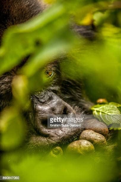 Gorilla Behind Photos And Premium High Res Pictures Getty Images