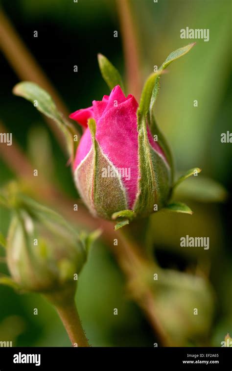 Beautiful Pink Rosebud Stock Photo Alamy