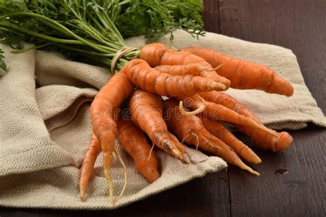 Farm Fresh Carrots Stock Photo Image Of Tops Farm Fresh 59152272