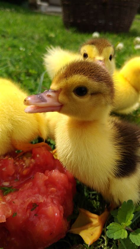 Baby Ducklings Cute Ducklings Pet Ducks Cute Animal Photos