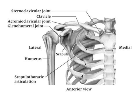 Shoulder Joint Biomechanics