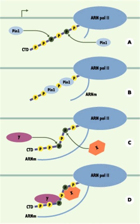 Pin1 Une Peptidyl Prolyl Cistrans Isomérase Aux Rôles Insoupçonnés