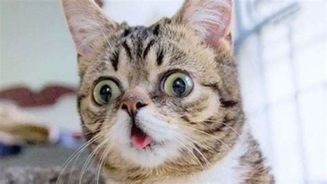 Lil Bub From Stray Cat To Movie Star Latest News Videos Fox News