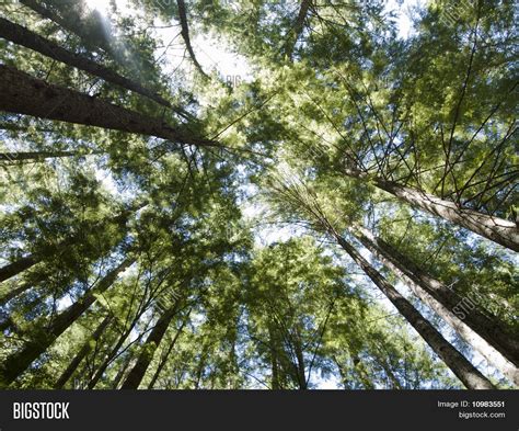 Tall Trees Forest Image And Photo Free Trial Bigstock