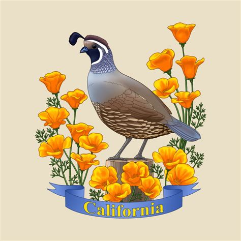 All state flowers and birds. California State Bird Quail and Poppy Flower - Bird - T ...