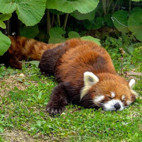 Red Panda Pet Names Jimmys Blog