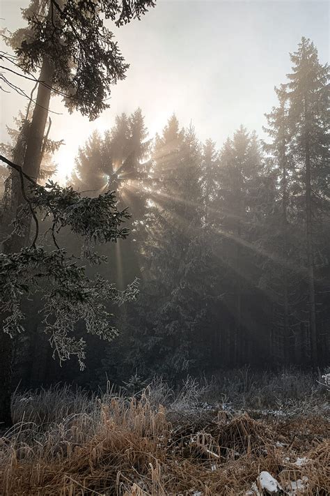 4k Free Download Forest Rays Sun Trees Foliage Frost Hd Phone
