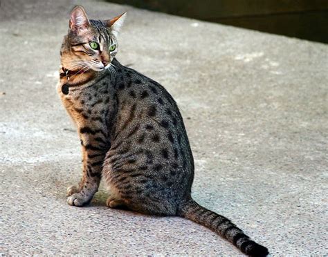 Egyptian Mau Cat Breed Complete Guide Az Animals