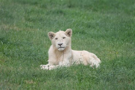 White Lion Zoochat