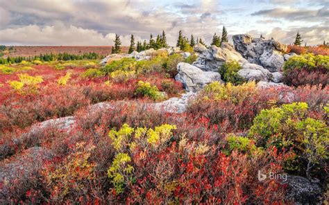 Bing Fall Colors Windows 10 Theme Free Wallpaper Themes