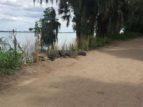 Interactive Map Shows Where Floridas Nuisance Alligators Are