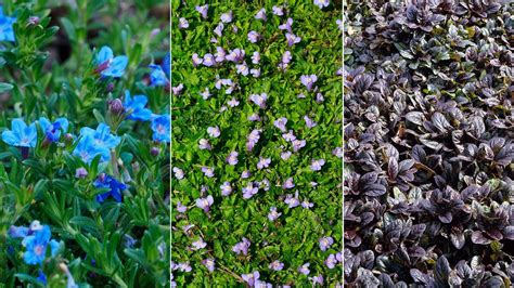 Walkable Ground Cover Plants 11 Path And Lawn Options