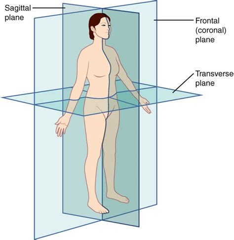 Anatomical Position Quadrants Introduction To Anatomy And Physiology