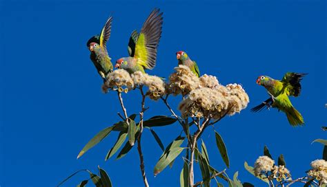 Our Impact Birdlife Australia