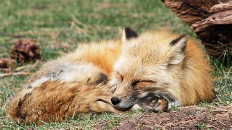 Where Do Foxes Sleep Important Facts Exotella