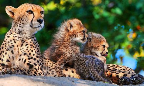 Cheetah Cubs Wallpapers Wallpaper Cave