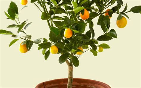 Trees For Pots Citrus Arbor Operations