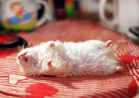 Play Dead ~ Kokolinka Cute Hamsters Sleeping Pose