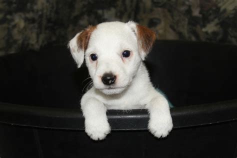 Sold Bonnie Male Brown And White Broken Male Jack Russell Terrier Puppy For Sale Duke S