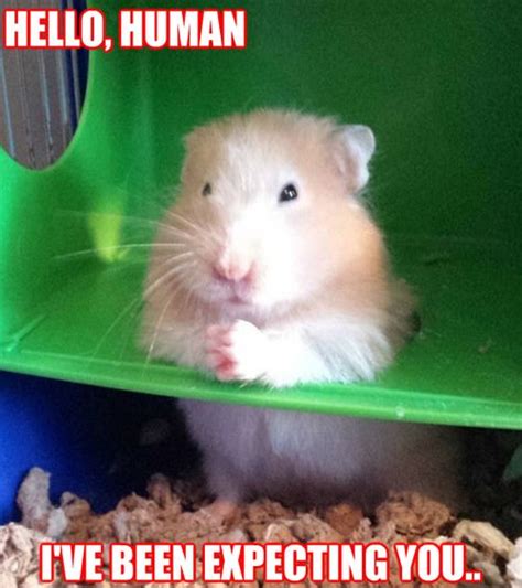 49 Best Images About Haha Hamster On Pinterest