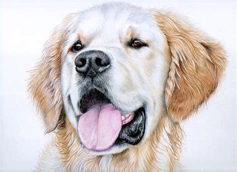 Pencil drawing of a dog at getdrawings com free for. Golden Retriever Pencil Drawing at GetDrawings | Free download