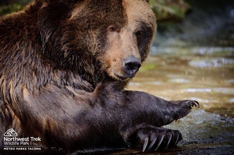 Grizzly Bear At Northwest Trek Wildlife Park In Eatonville Washington