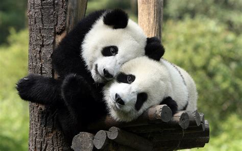Free Download Hd Animal Wallpaper Of Two Panda Bears In A Tree Panda