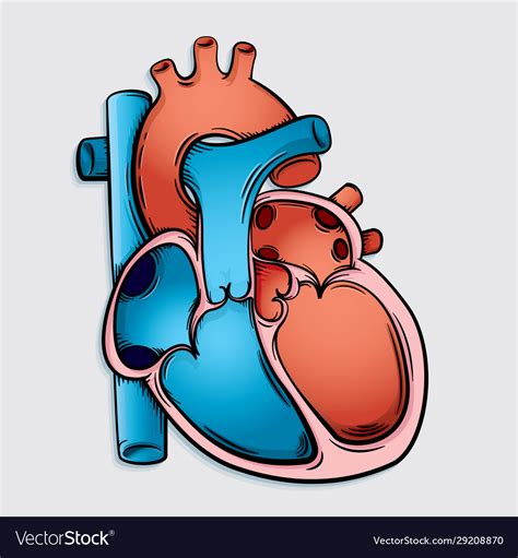 Simple Heart Anatomy Royalty Free Vector Image