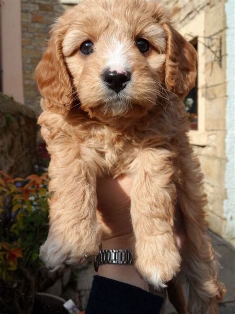 Florida cockapoos offers healthy happy toy and miniature cockapoo puppies for sale in many colors such as black, phantom, apricot to red and particolors. Adorable F1 Cavapoo Female Puppy for Sale | Preston ...