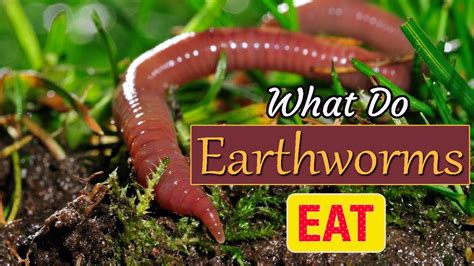What Do Earthworms Eat How Do Earthworms Help The Soil Youtube