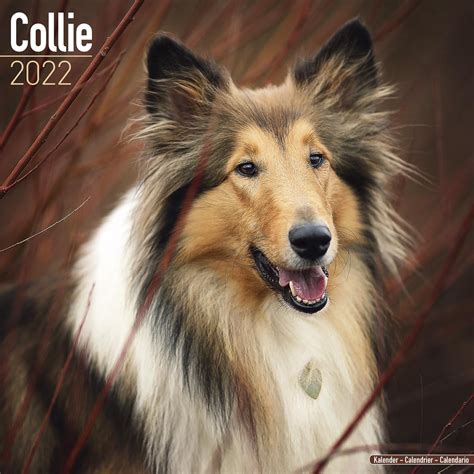 Collie Calendar 2022 Collie Dog Breed Calendar Collies Premium Wall