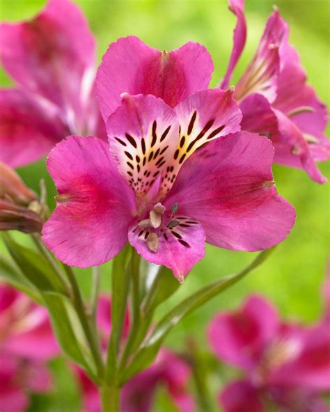 Alstroemeria Majestic Montsorau Alstroemeria Long Lasting Flower