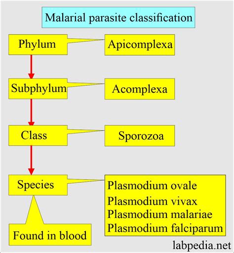 Malarial Parasite Part 1 Malarial Parasite Plasmodium Life Cycle