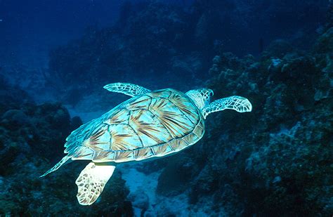 Real Hawksbill Turtle Shell How To Identify And Avoid Sea Turtle