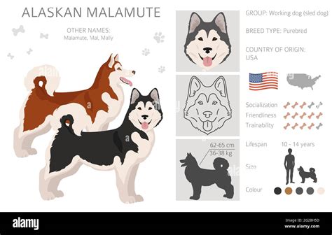 Alaskan Malamute All Colours Clipart Different Coat Colors And Poses