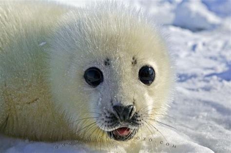 Cute Baby Seal Pup Photo Information