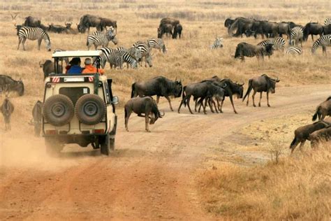 Tanzania Safaris Tours And Packages Safari In Tanzania