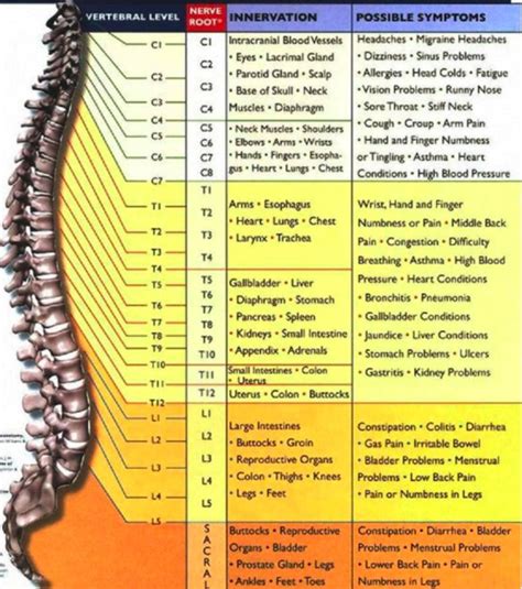 chiropractic chart of the spine