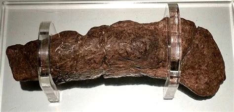 This Is The Largest Fossilized Human Turd Ever Found It Belonged To A