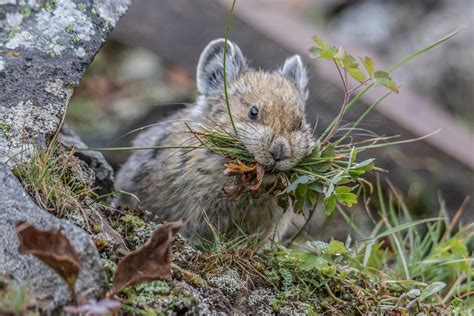 Photo Pika Shows Off Its Plant Based Diet