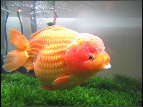 Maybe you would like to learn more about one of these? Budidaya Ikan Mas Koki Mutiara dan Cara Pemijahannya