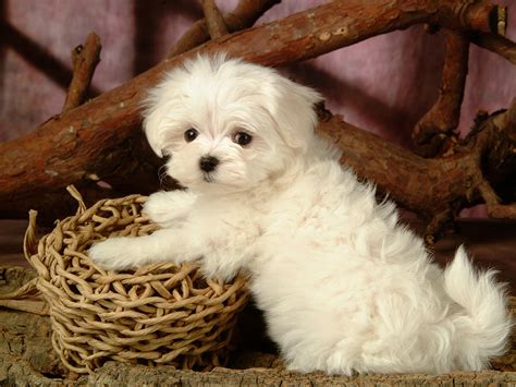 Maltese Dog Puppies Rescue Pictures Information Temperament