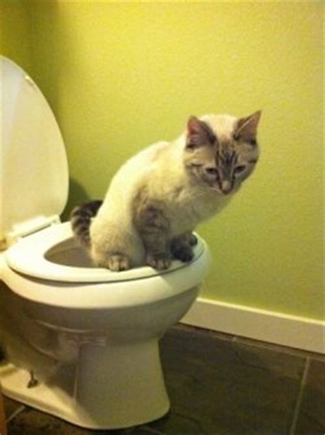 The city kitty cat toilet training kit is one such training seat. Compare Best Cat Toilet Training Kits: Litter Kwitter or ...