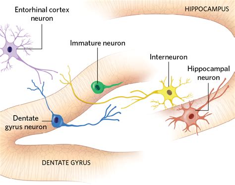 Infographic How Adult Born Neurons Integrate Into The Brain The