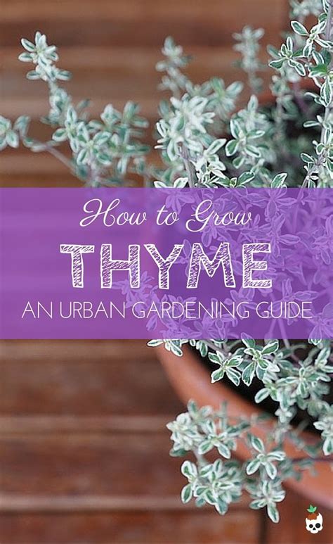 How To Grow Thyme Lobotany An Urban Gardening Guide