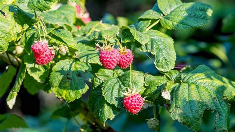 How To Grow Raspberries At Home In Pots Gardening Tips Youtube