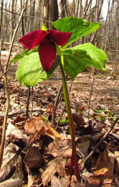 Trillium Erectum Beth Root Birth Root Wake Root Western