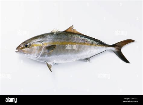 Amberjack Hi Res Stock Photography And Images Alamy