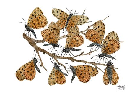 Large Butterfly Roost Print Butterflies Illustration Giclee
