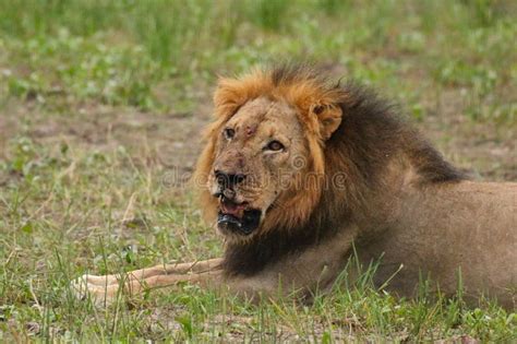 African Lion Zimbabwe Hwange National Park Stock Image Image Of